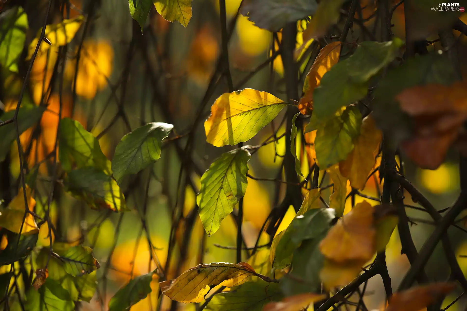 Autumn, Leaf, Twigs, Yellowed