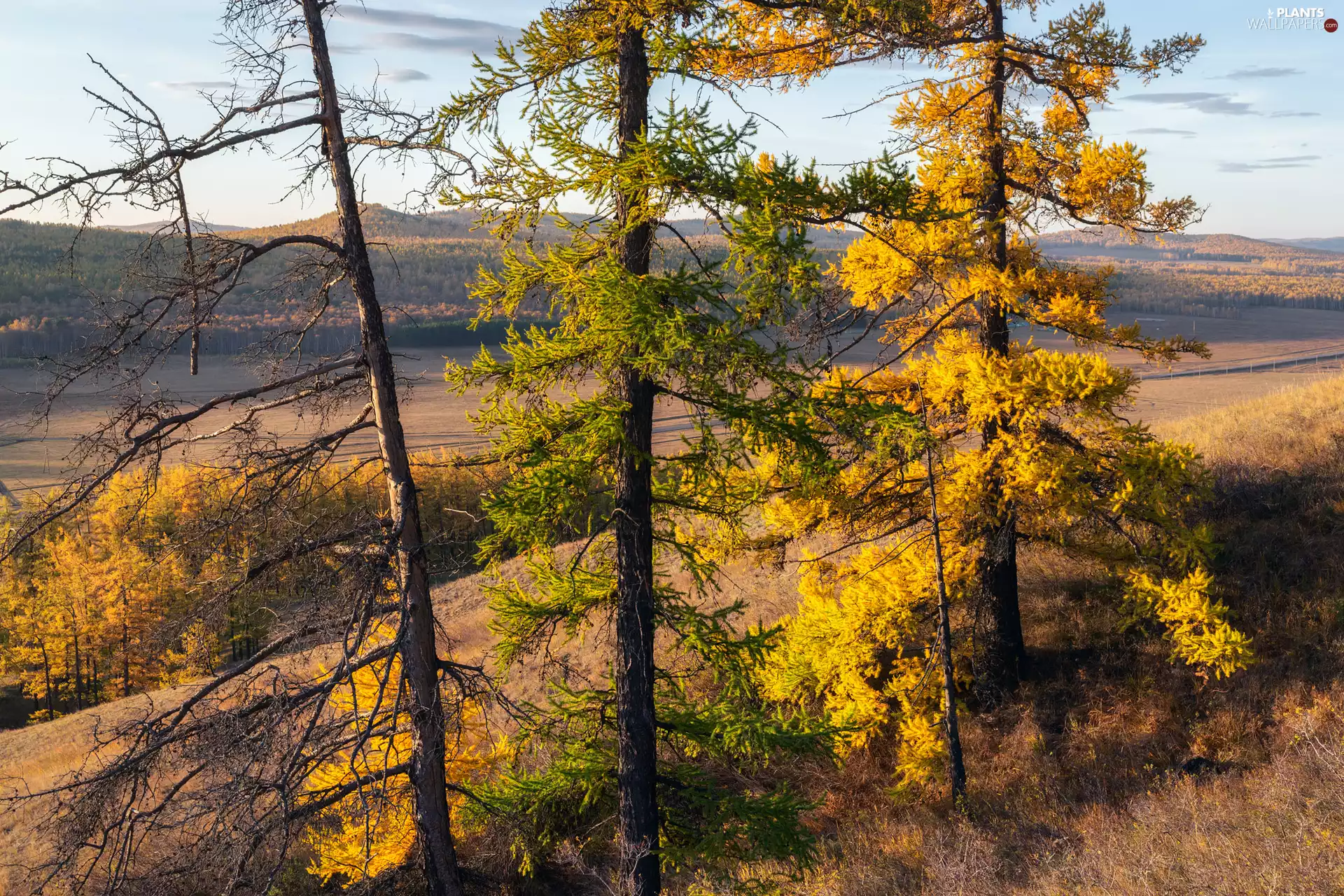 autumn, trees, viewes, Yellowed