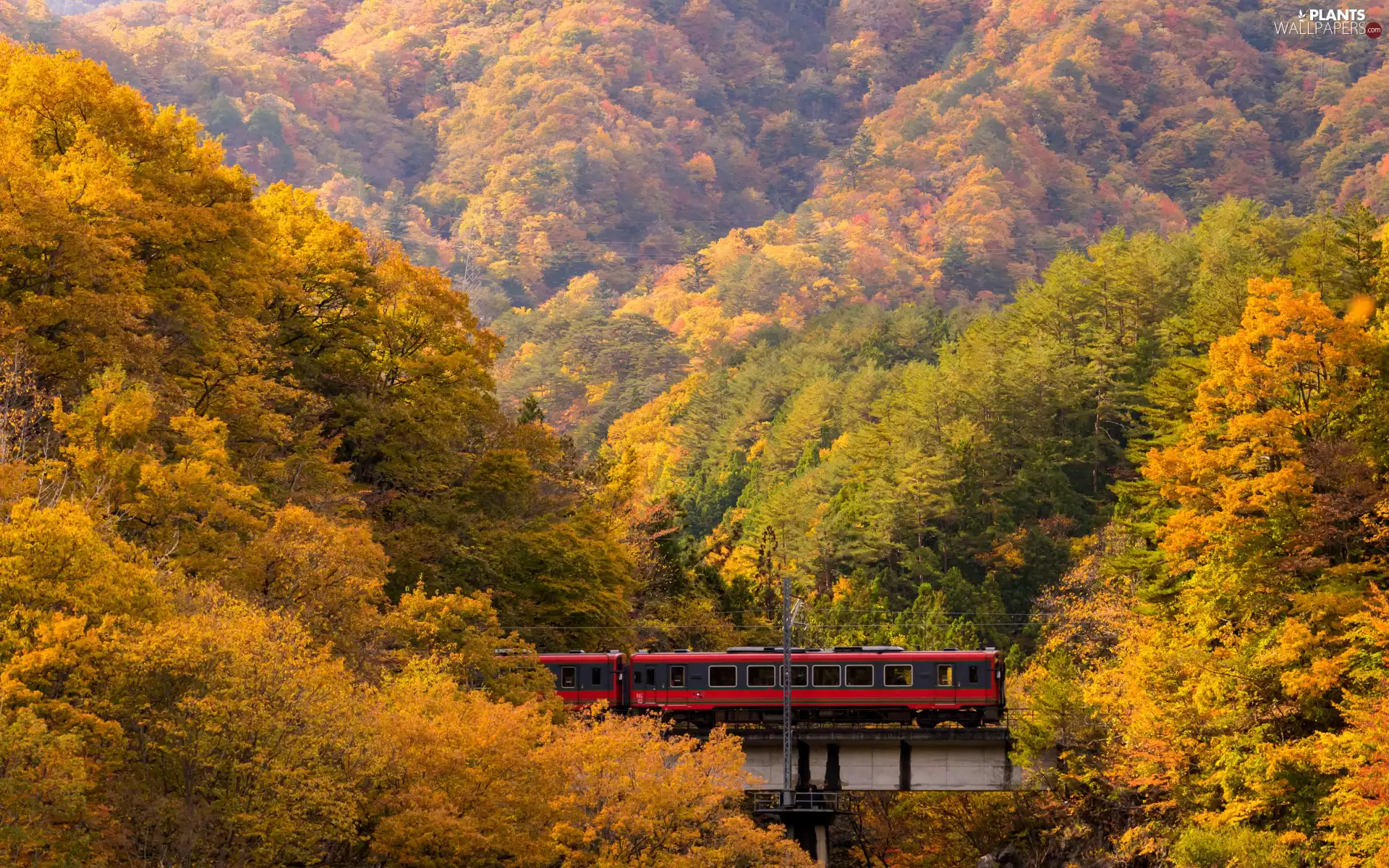 trees, forest, bridge, Yellowed, autumn, viewes, Train