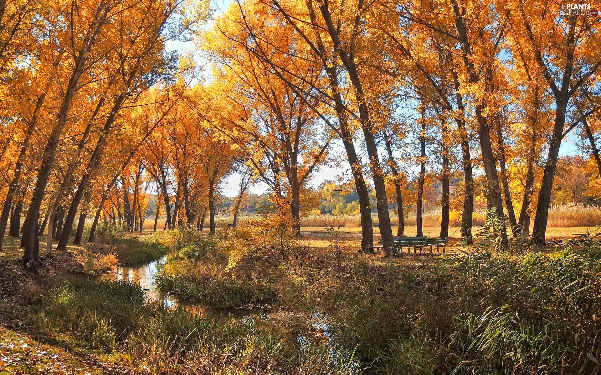 Yellowed, autumn, trees, viewes, rushes, bench, cane, grass, brook
