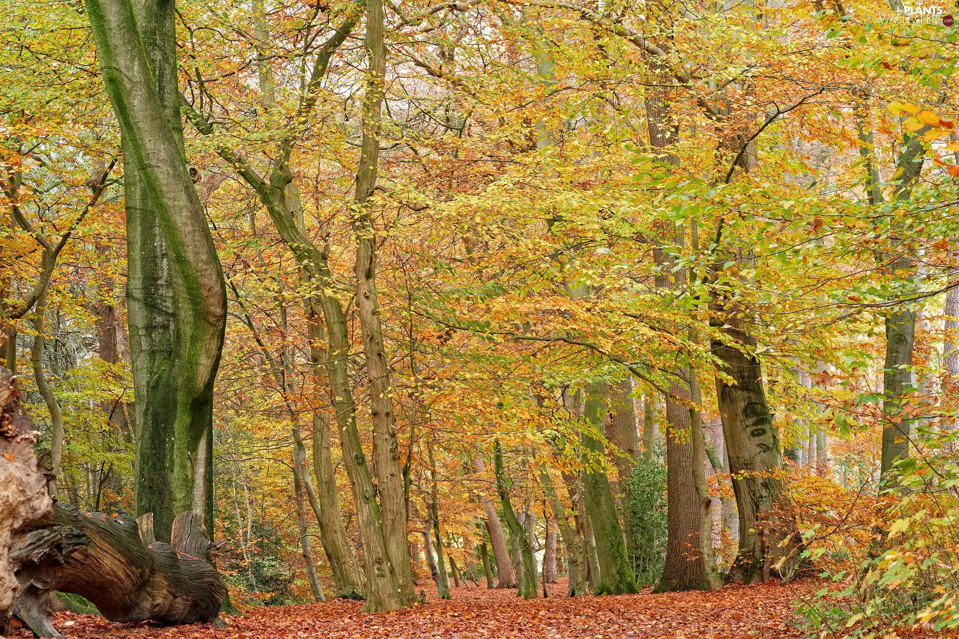trees, forest, fallen, Yellowed, autumn, viewes, Leaf