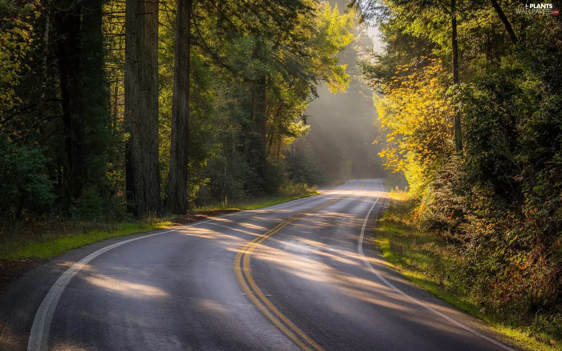 sun, ligh, flash, viewes, trees, luminosity, Leaf, Way, sunny, Yellowed, forest, turn
