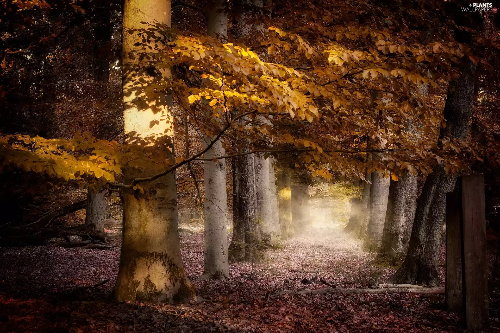forest, trees, Fog, viewes, Leaf, Way, autumn, Yellowed