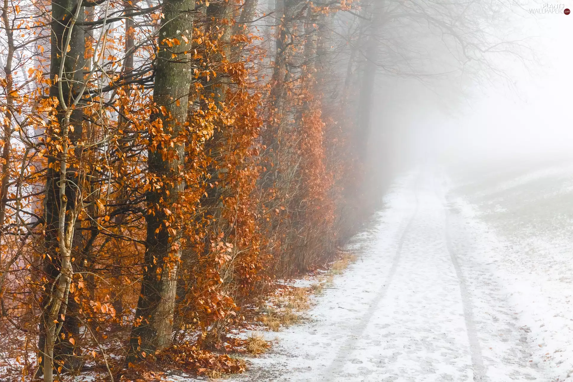 Leaf, viewes, Fog, Yellowed, trees, Way, winter