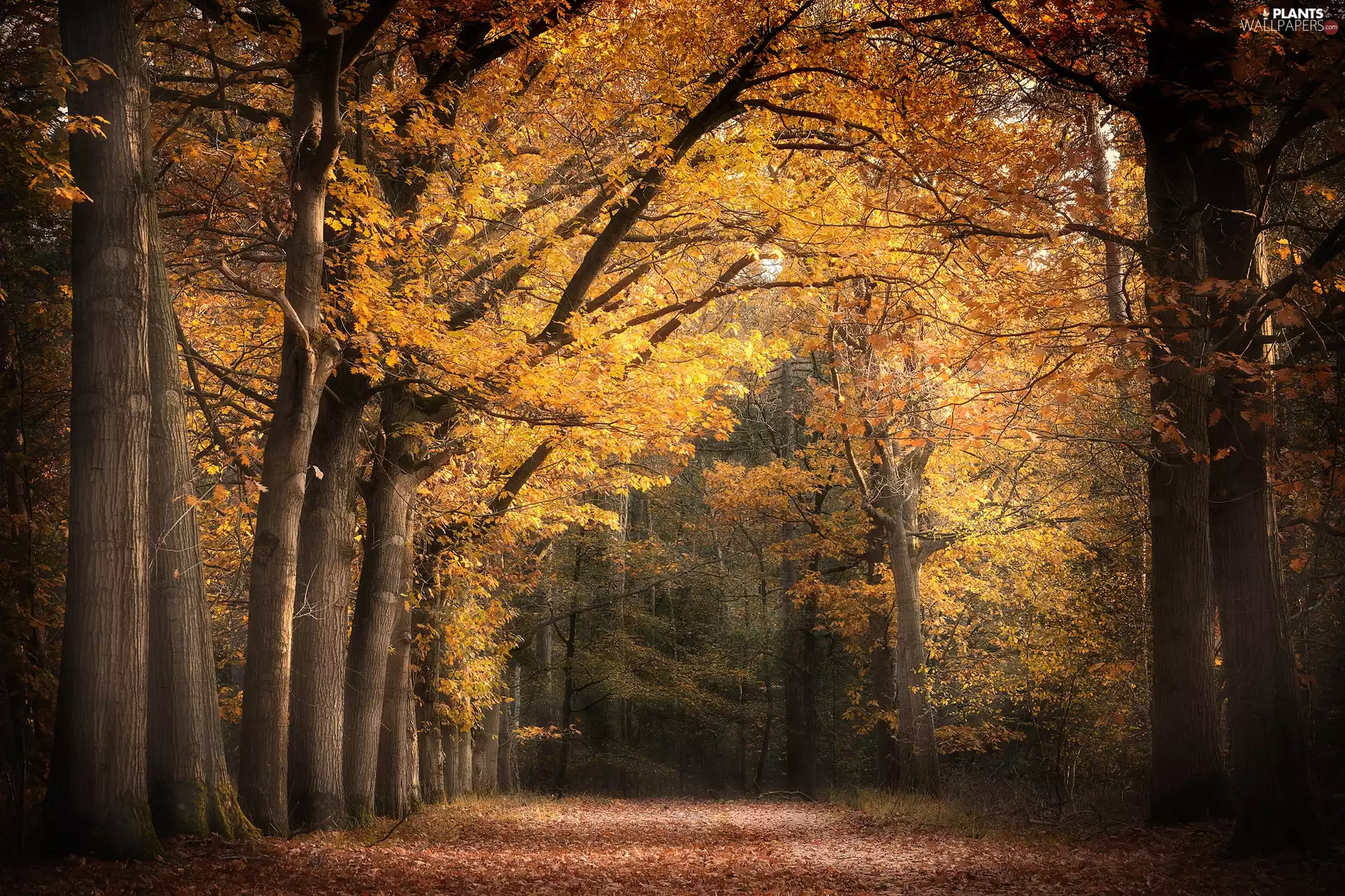 viewes, Yellowed, forest, trees, autumn