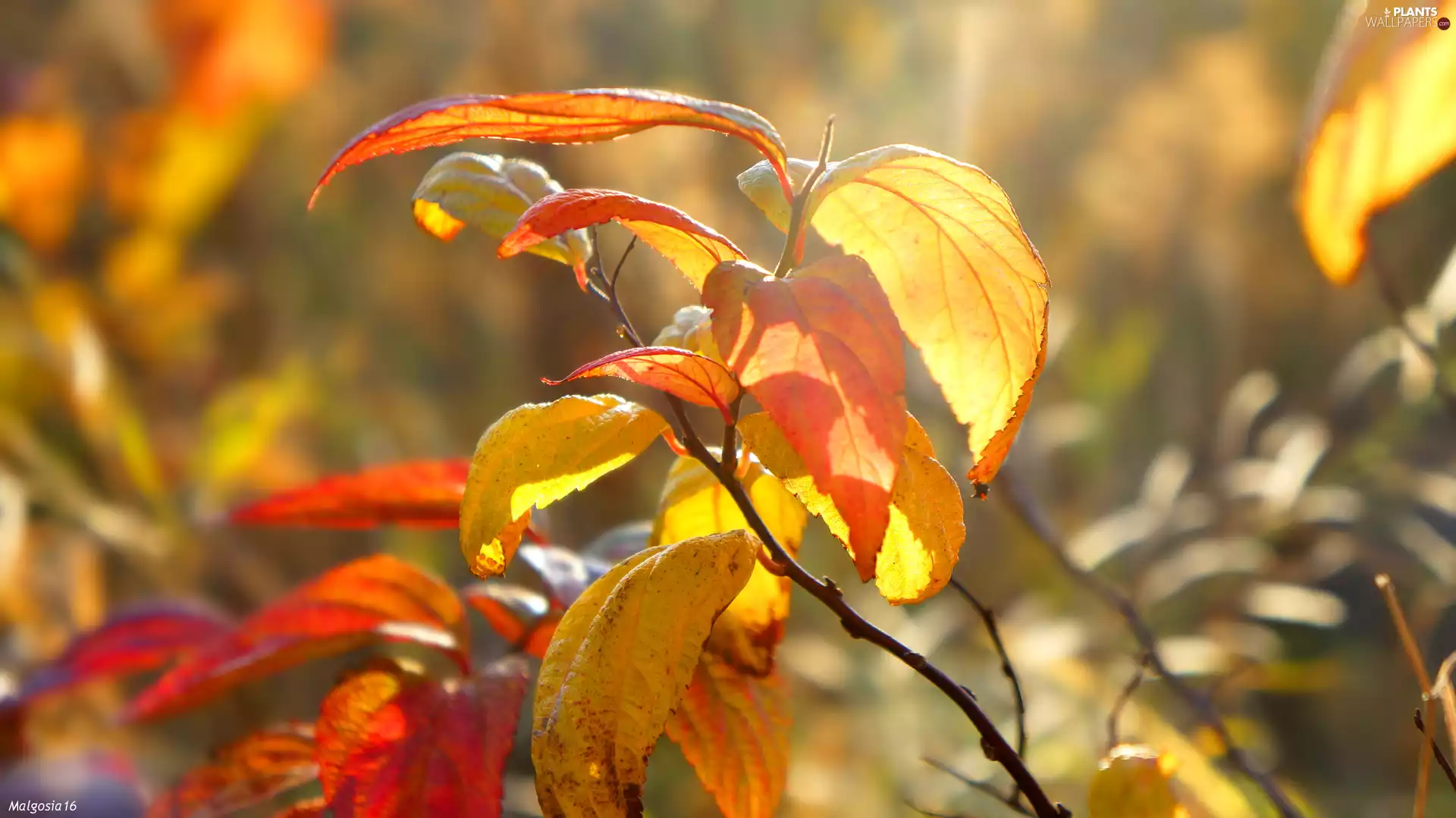 plant, Autumn, Leaf, Yellowed