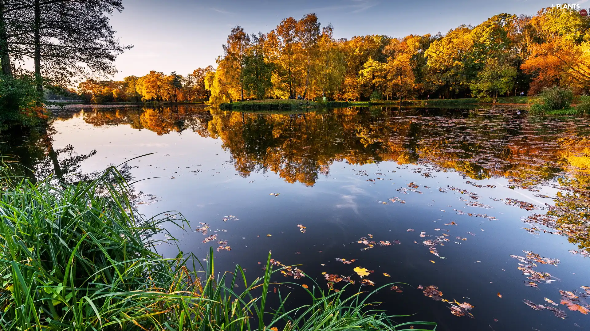 trees, lake, reflection, Yellowed, autumn, viewes, grass