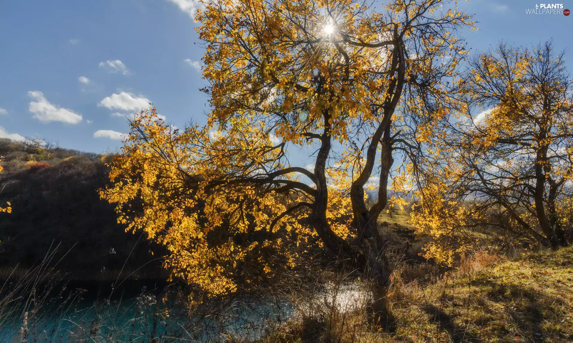 Yellowed, trees, River, viewes, autumn, Leaf, rays of the Sun