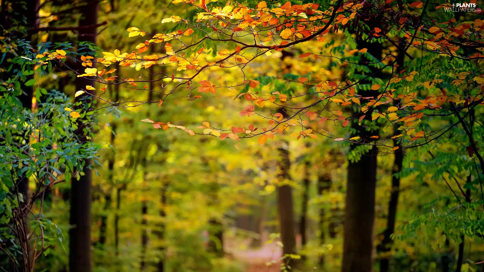 twig, Leaf, trees, Yellowed