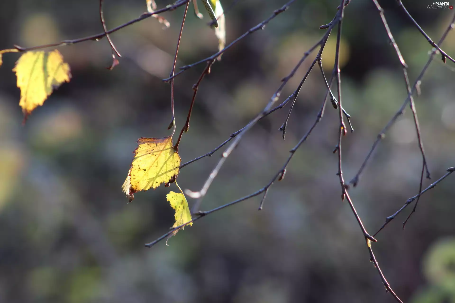 birch-tree, rapprochement, Yellowed, Leaf, Twigs