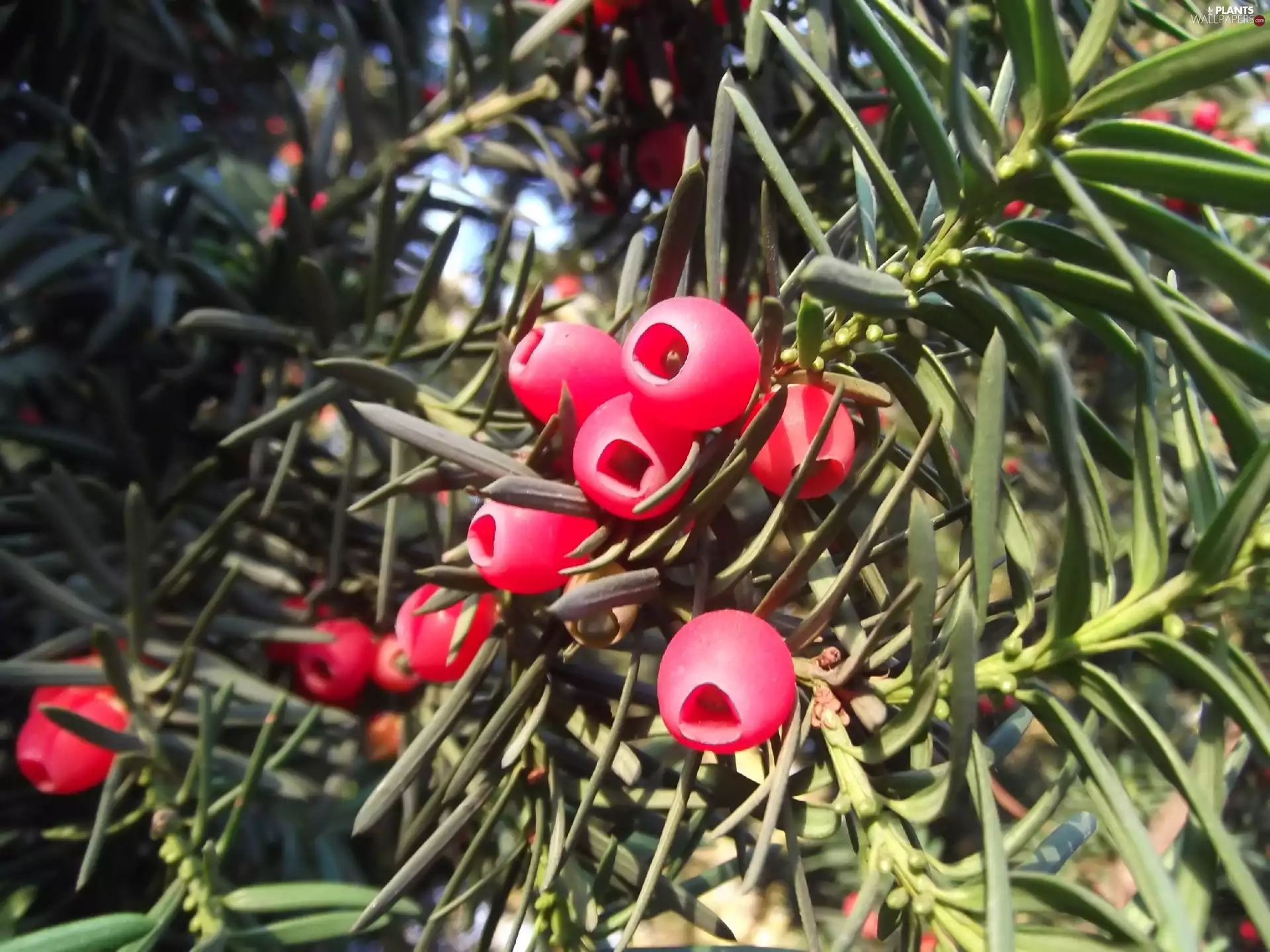 yew, Seeds