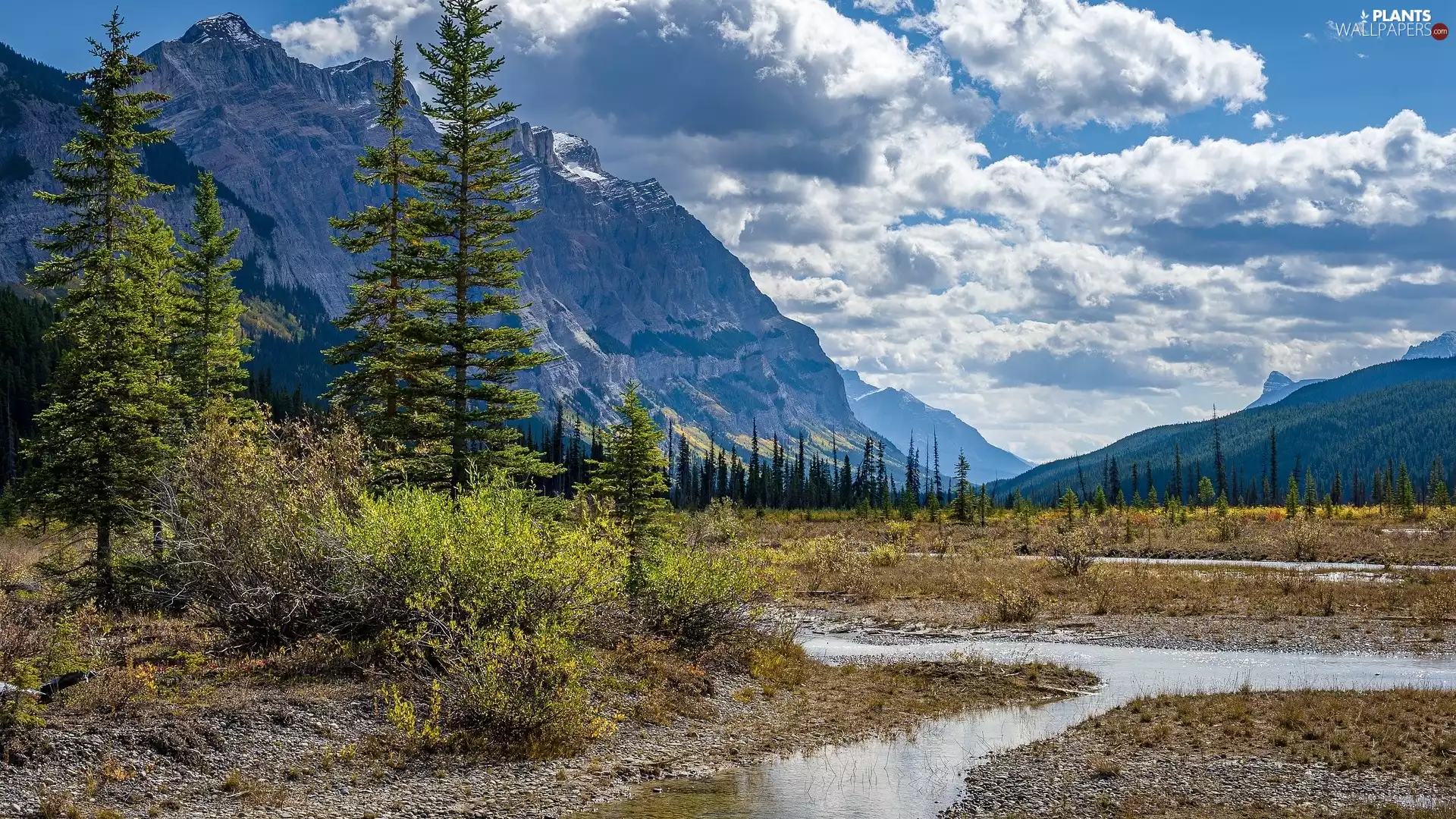 viewes, Spruces, Canada, stream, British Columbia, trees, rocky mountains, Yoho National Park
