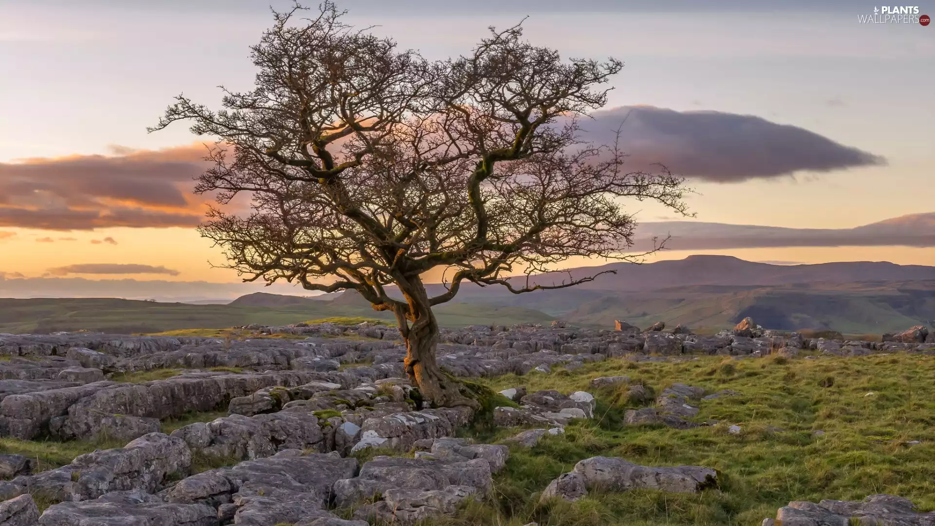 Limestone Rocks, North Yorkshire County, ash, Yorkshire Dales National Park, England, trees, Stones