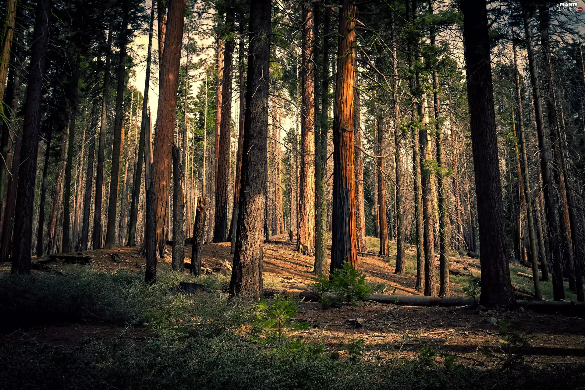 Mariposa Grove of Giant Sequoias, Yosemite National Park, Yosemite Valley, California, viewes, redwoods, forest, trees, The United States