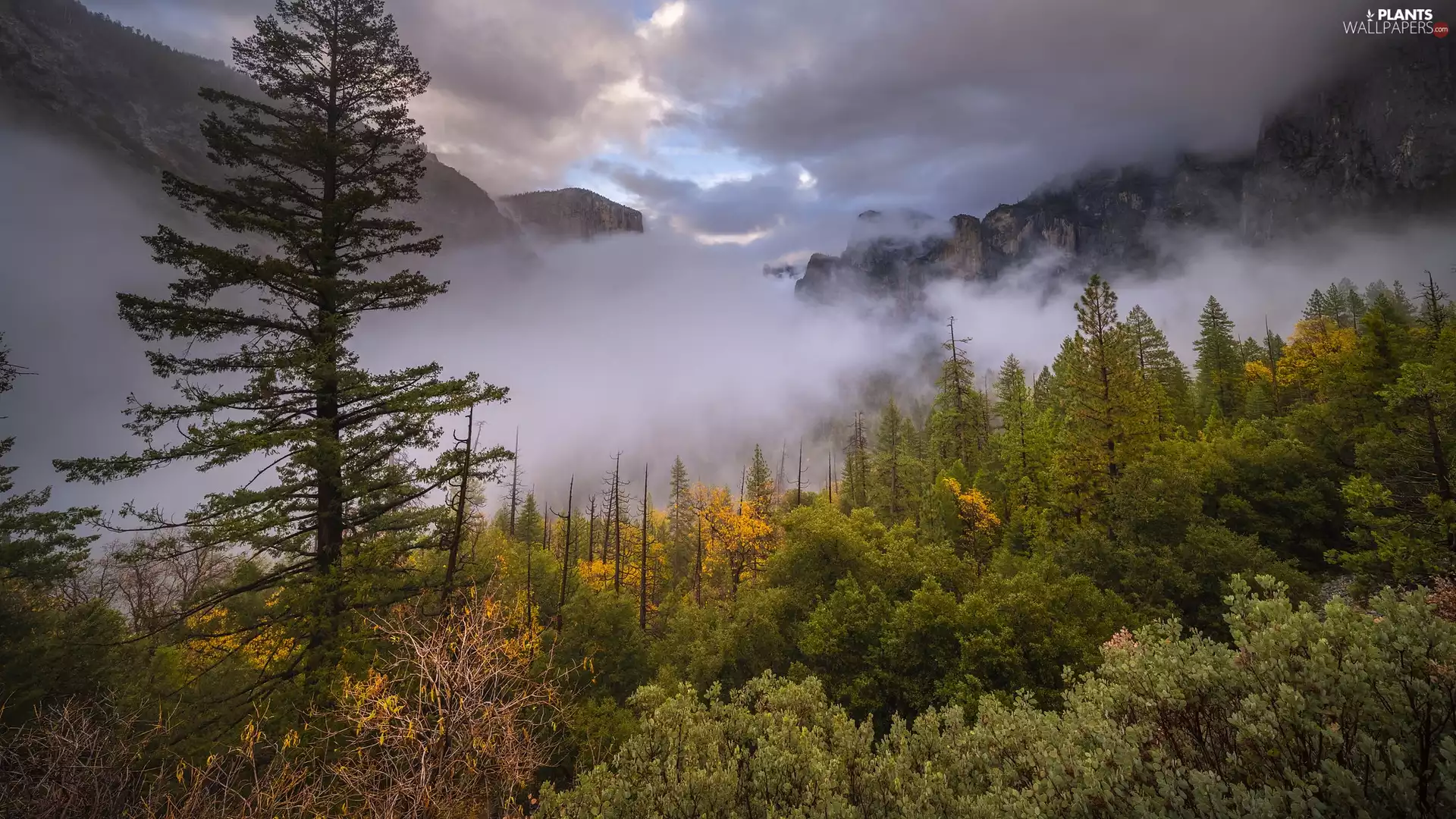 trees, viewes, The United States, Bush, California, Fog, Mountains, Yosemite National Park
