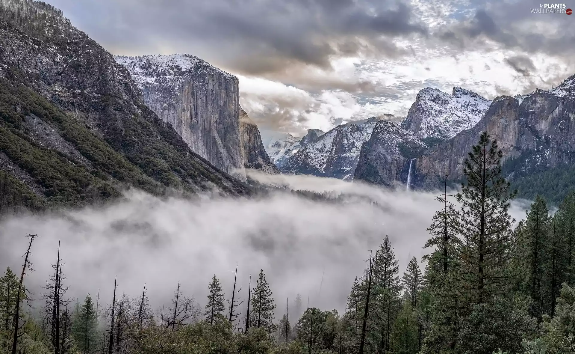 viewes, Fog, The United States, clouds, California, trees, Mountains, Yosemite National Park