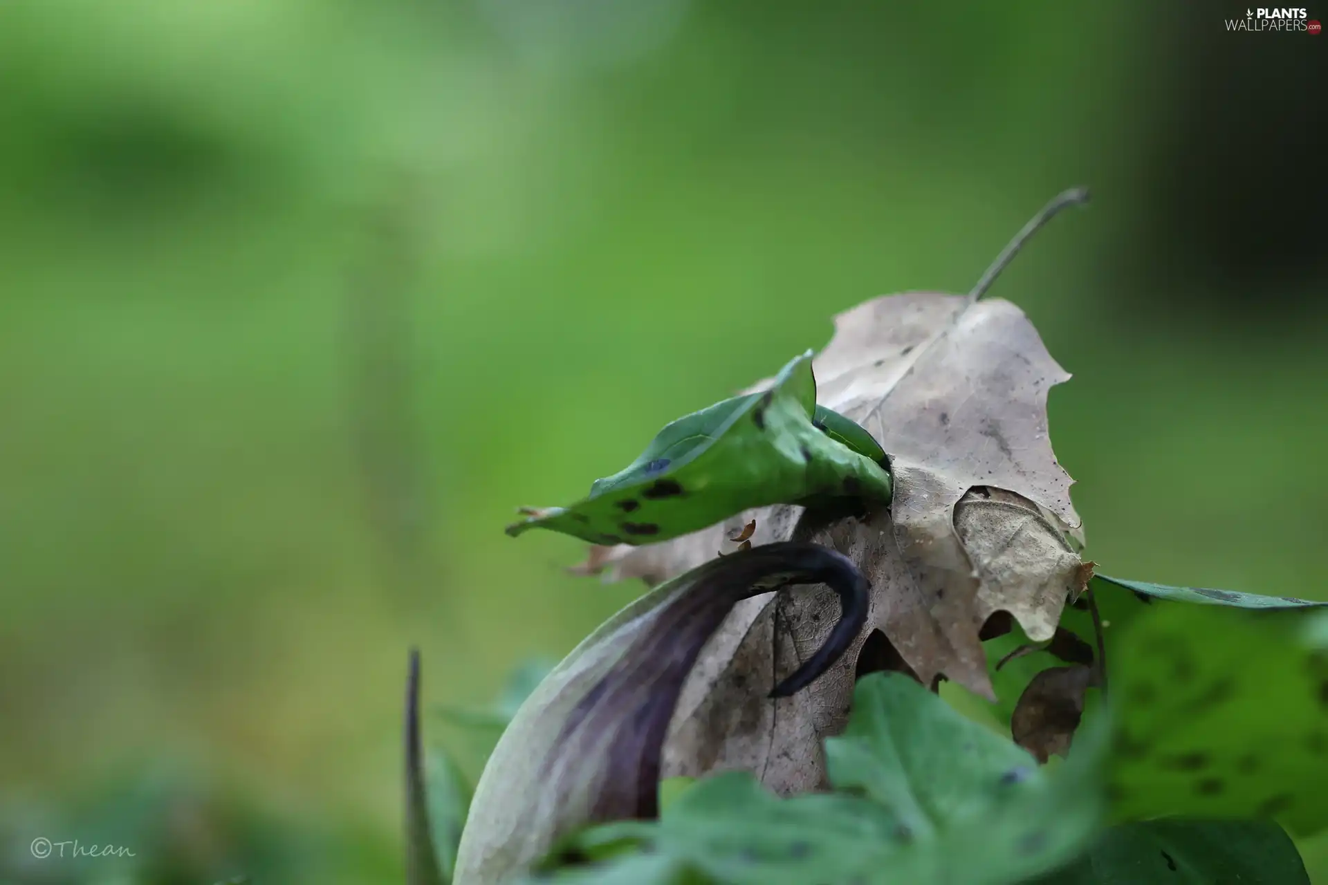 young, Leaf, dry