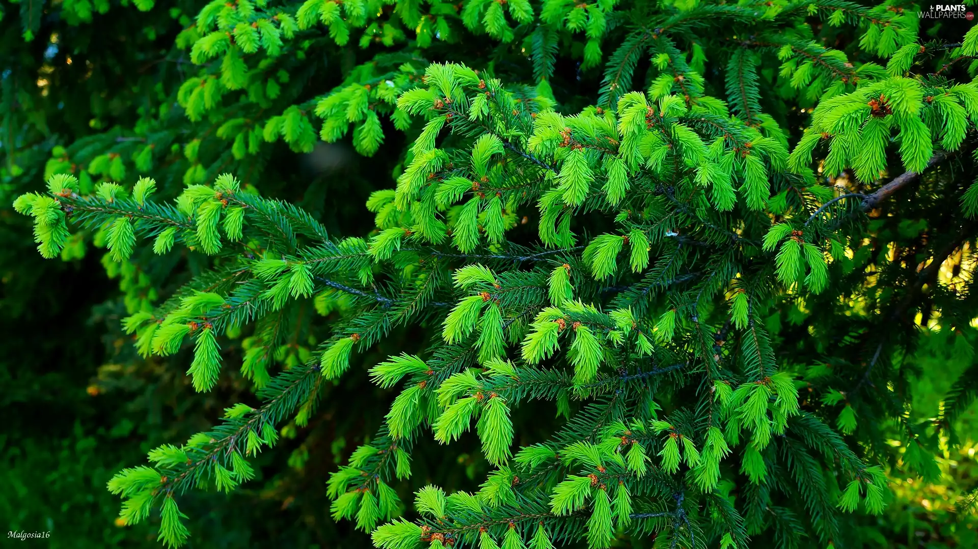 spruce, Twigs, green, young
