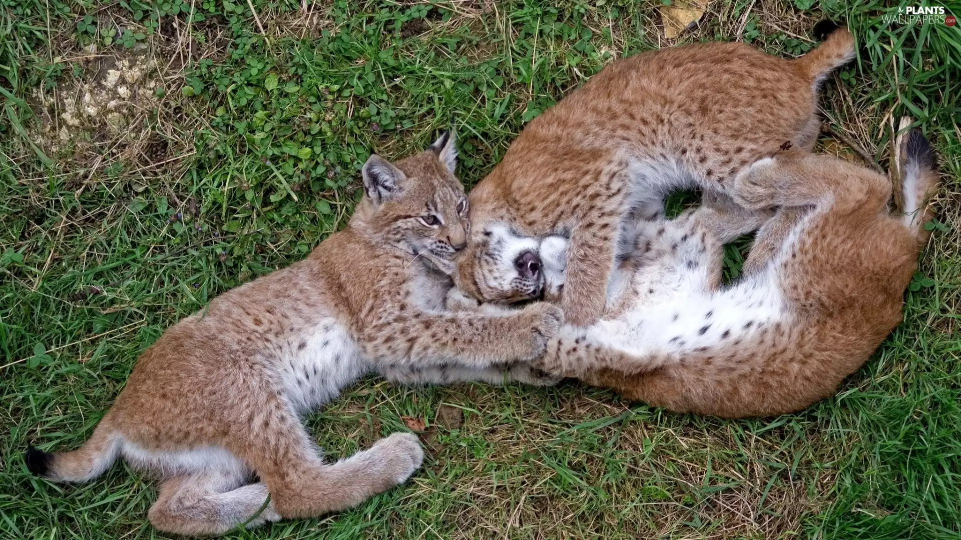 Three, lynx, grass, young