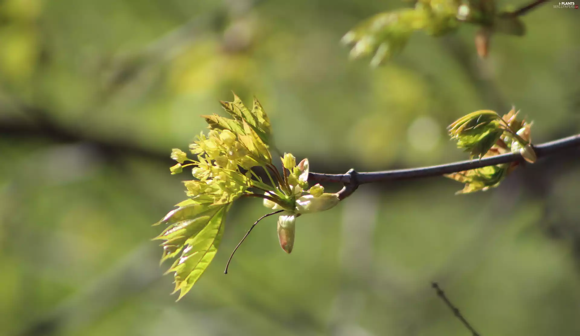 Spring, blurry background, young, leaves, twig