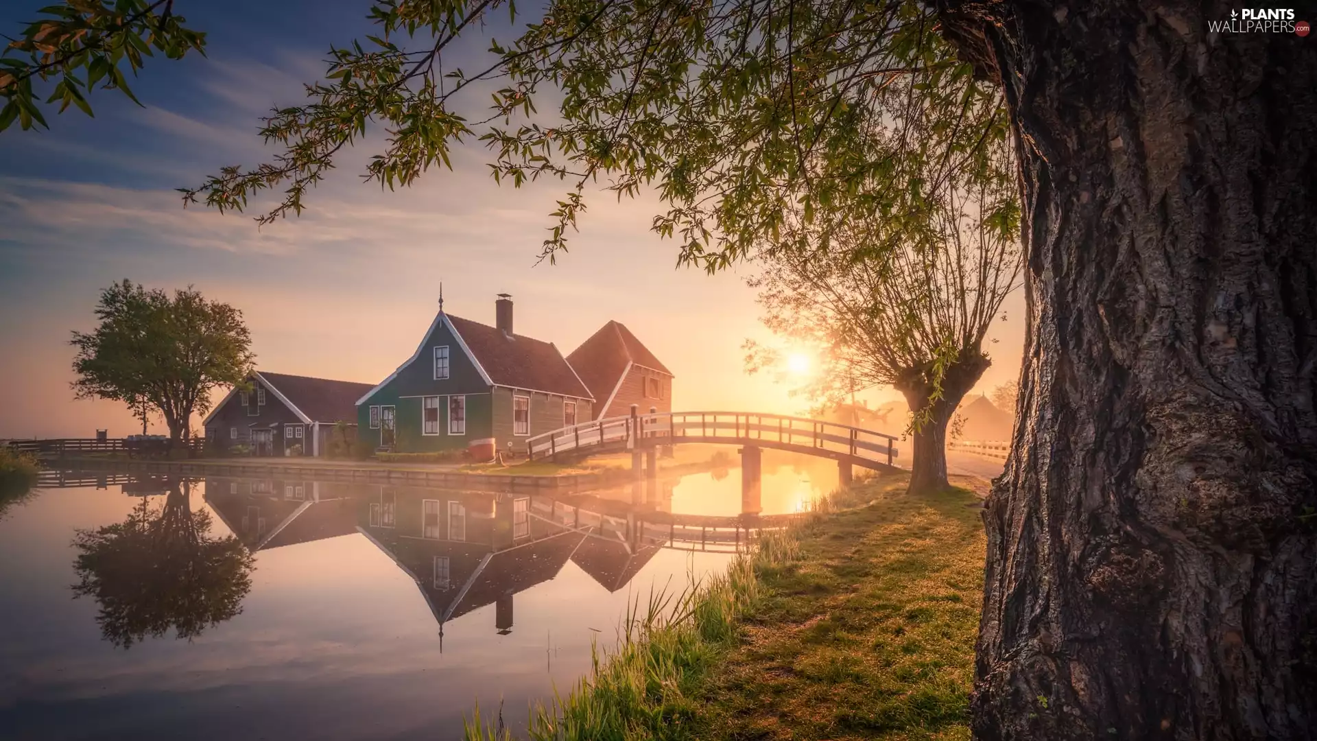 Willow, Houses, canal, Zaandam, trees, Sunrise, bridge, Netherlands, Zaanse Schans Open Air Museum, viewes