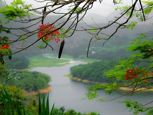 River, acacia, branch pics, trees
