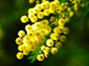 Acacia Dealbata
