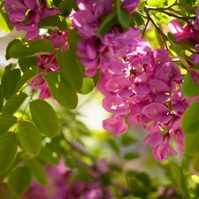 acacia, Pink, Flowers