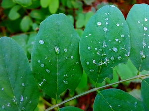 Leaf, drops, rain, acacia