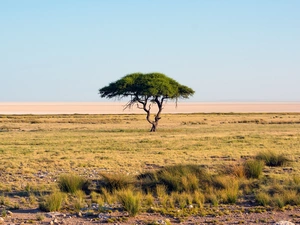 trees, savanna, Africa, acacia