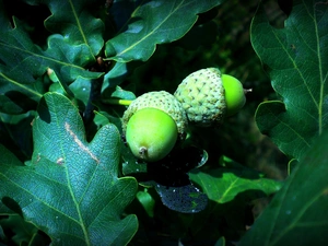 Acorns, Leaf, oak