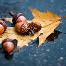 Acorns, leaf, oak