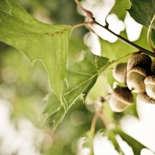 Acorns, trees, oak