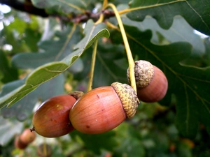 Acorns, twig, oak