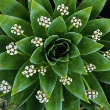 Cactus, agave