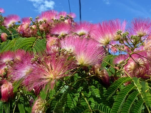 Albizia, silky