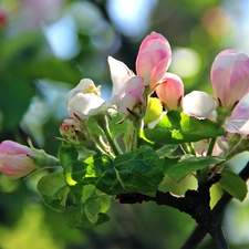 donuts, Blossoming, apple-tree