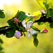 flourishing, fruit, apple-tree, trees