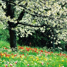 apple-tree, Tulips