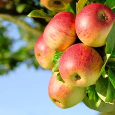 Fruit Tree, beatyfull, apples