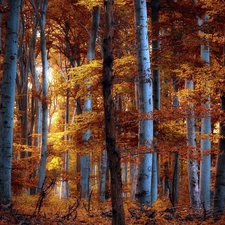 autumn, forest, birch