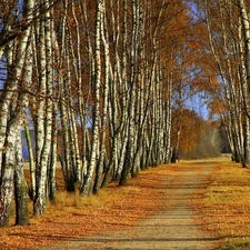 autumn, Way, birch