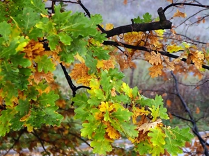 oak, autumn, branch pics, Leaf