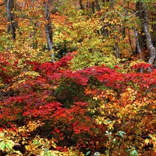 Bush, viewes, autumn, trees