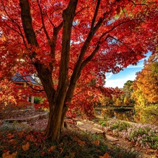 trees, Pond - car, Leaf, maple, Park, viewes, autumn