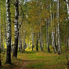 forest, Way, autumn, birch