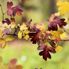 autumn, Autumn, Leaf