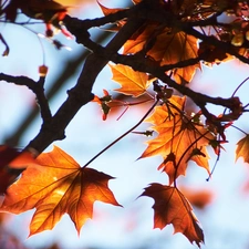 autumn, beech, Leaf