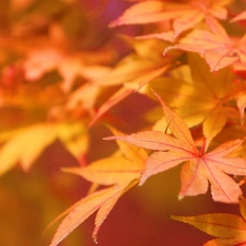 autumn, maple, Leaf