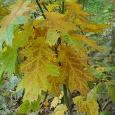 autumn, oak, Leaf